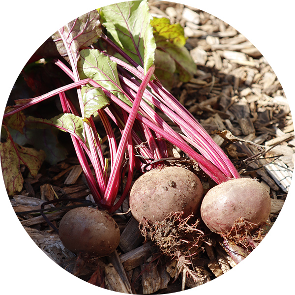 Vue sur une récolte de betteraves dans un potager