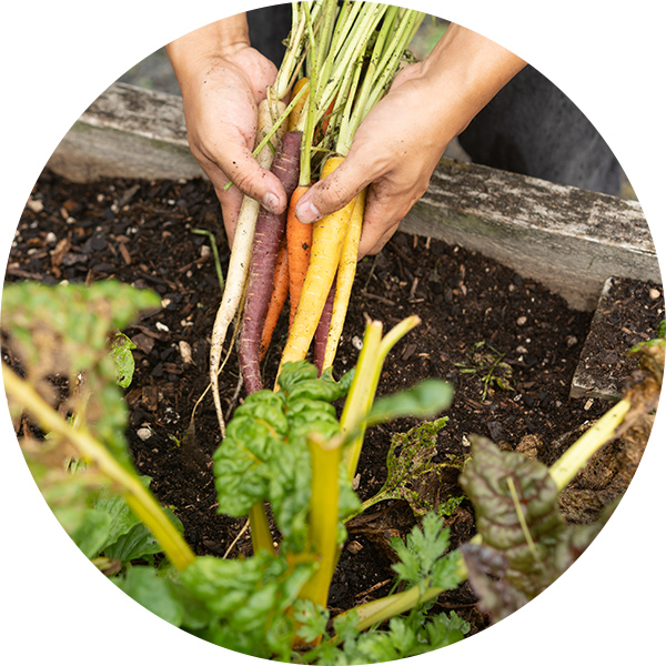 Une personne récolte des carottes dans un potager