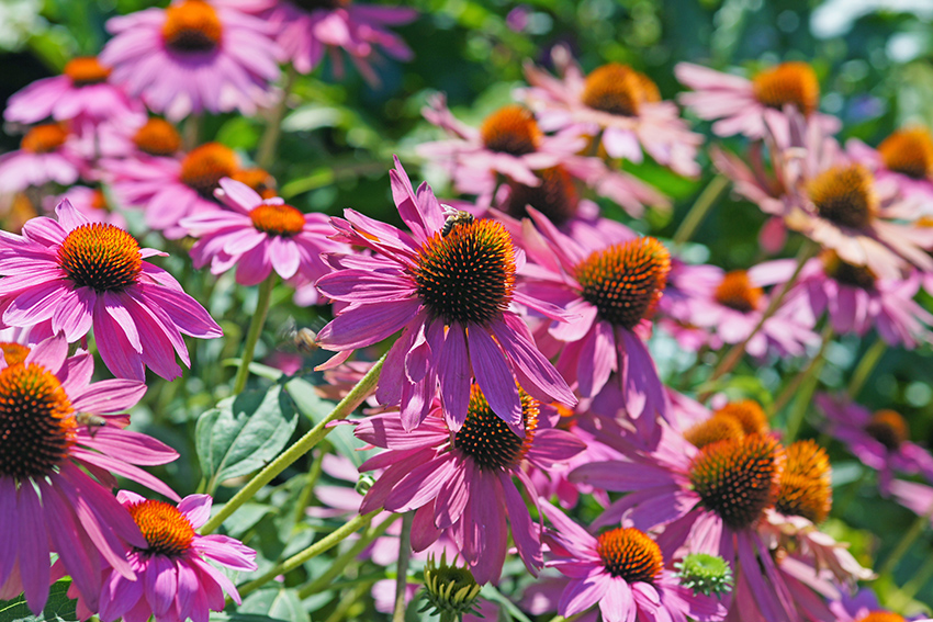 Gros plan sur des Rudbeckia