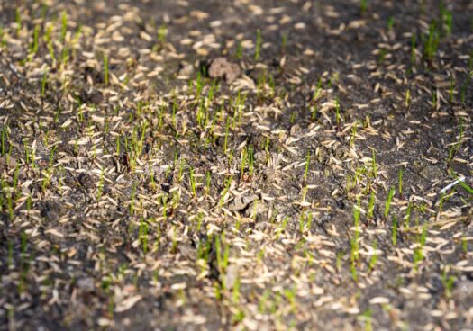 Des graines de gazon ont germé. Le sol est couvert de plantules ayant bien levé et faisant quelques centimètres de hauteur. Ils sont encore fins et fragiles, mais d'un vert vibrant.