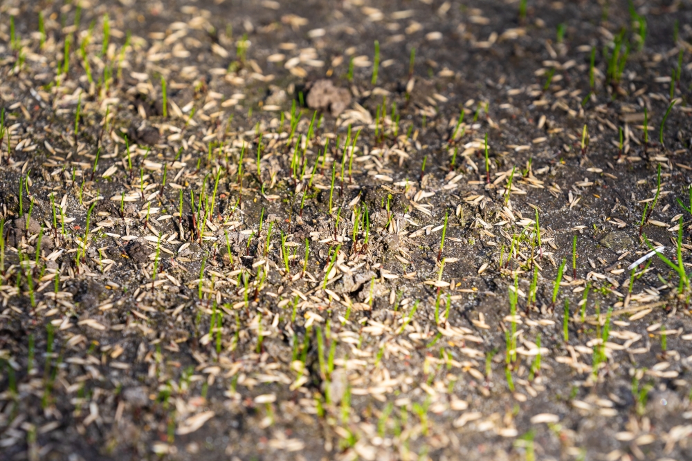 Des graines de gazon ont germé. Le sol est couvert de plantules ayant bien levé et faisant quelques centimètres de hauteur. Ils sont encore fins et fragiles, mais d'un vert vibrant.