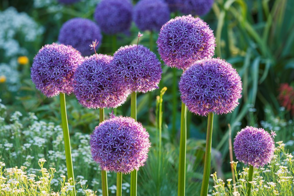 7 hampes florales d’allium, ou ail ornemental, sont érigées dans un jardin. Chaqune est coiffée d’un grand nombre de fleurs violettes à 6 pétales rassemblées en boules. Les tiges mesurent entre 50 et 150 cm en fonction de la variété.