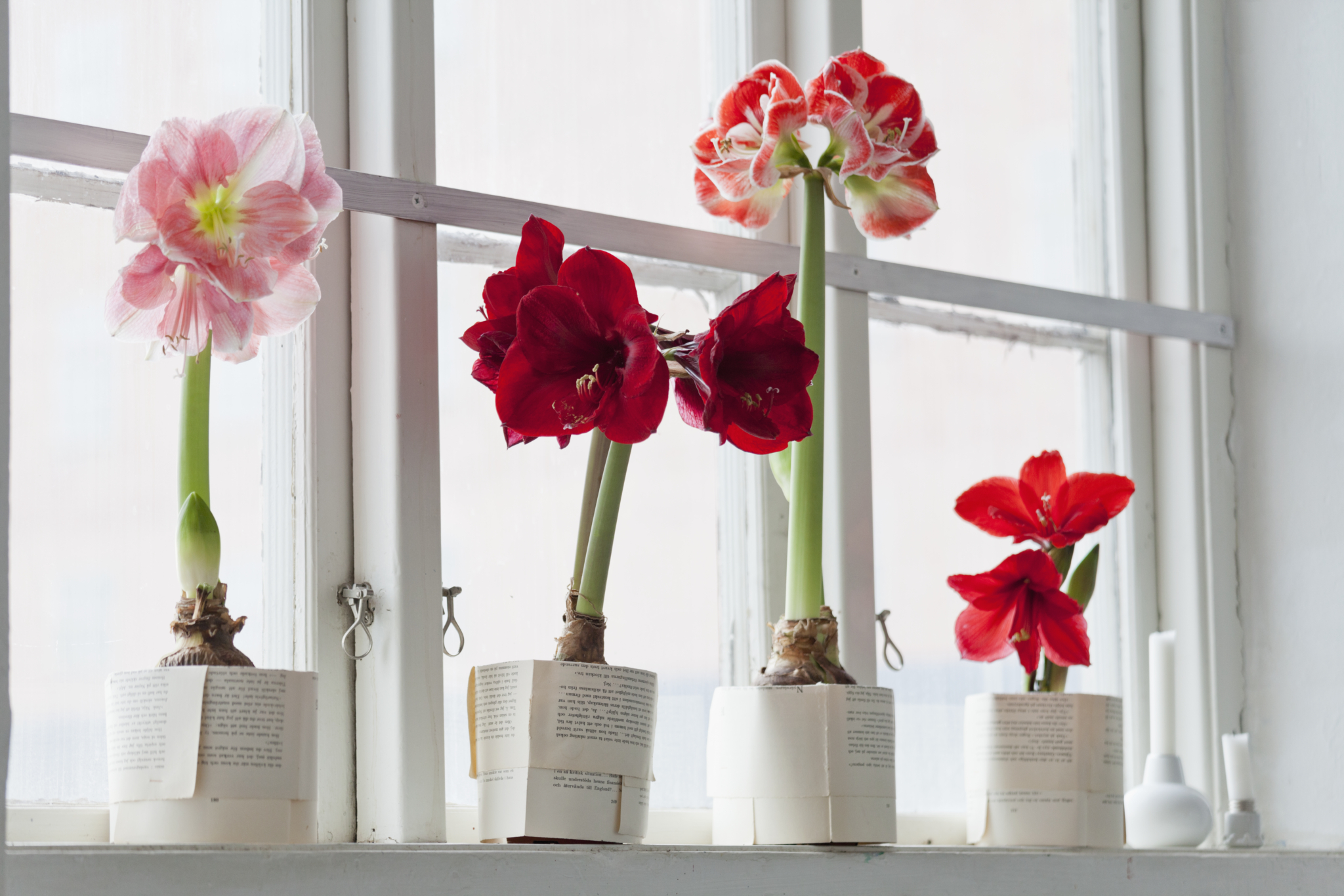Combien De Temps Dure Une Fleur D Amaryllis