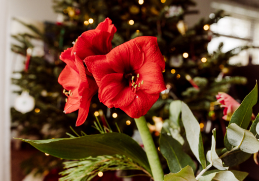 Une amaryllis a produit 3 belles fleurs rouge. Sur le fond se découpe un sapin de Noël, rappelant que l’amaryllis est une plante traditionnellement forcée aux alentours de la fin de l’année.