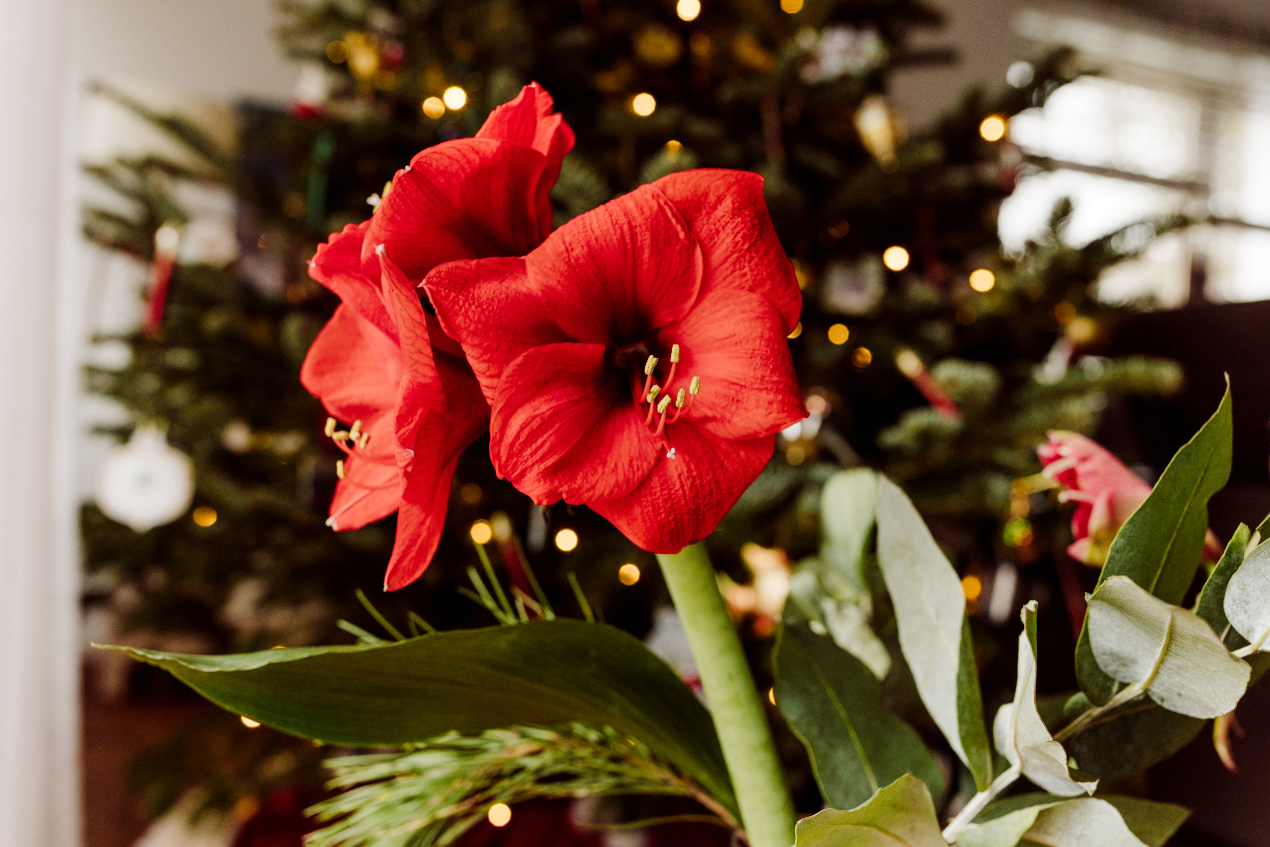 Une amaryllis a produit 3 belles fleurs rouge. Sur le fond se découpe un sapin de Noël, rappelant que l’amaryllis est une plante traditionnellement forcée aux alentours de la fin de l’année.