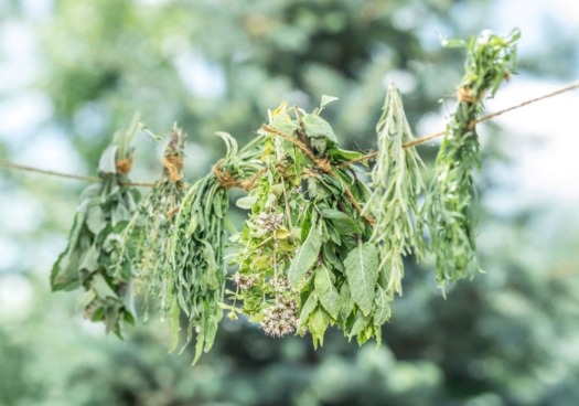 Sur une corde sont pendus plusieurs bouquets d’aromates la tête à l’envers. On distingue notamment de la menthe, de l’origan et du romarin.