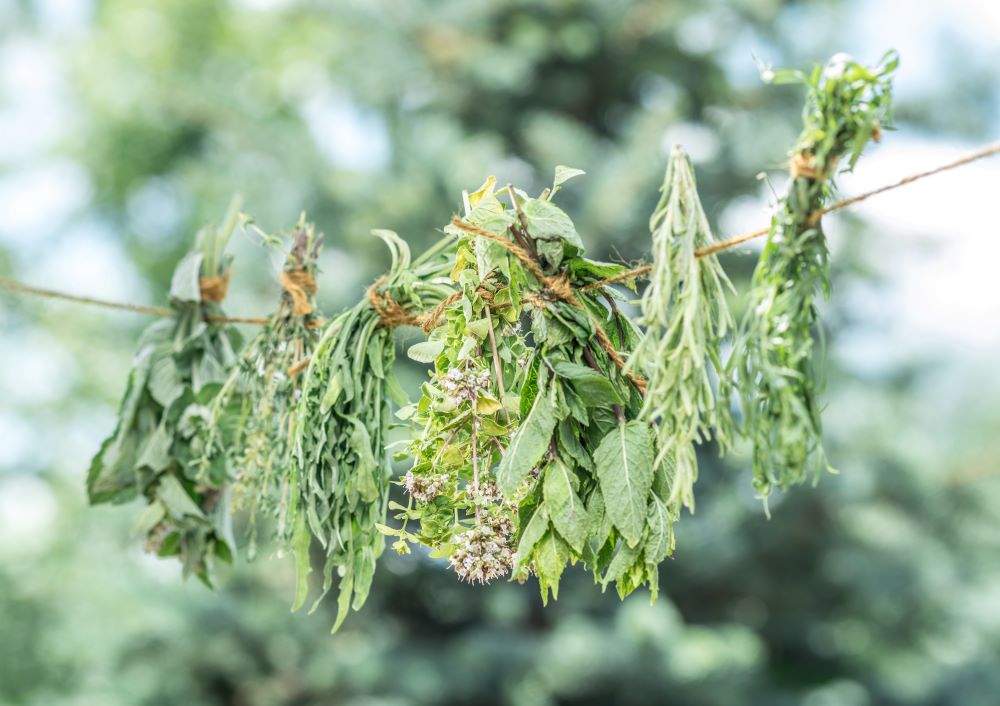 Sur une corde sont pendus plusieurs bouquets d’aromates la tête à l’envers. On distingue notamment de la menthe, de l’origan et du romarin.