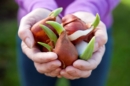 Deux mains en coupelle tiennent des bulbes de tulipes ayant déjà germé.