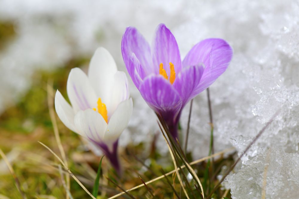 Deux crocus, l’un blanc et l’autre violet, ont percé la neige pour fleurir.