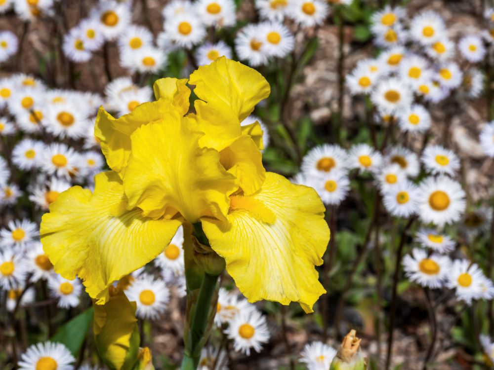 Un iris jaune a étendu ses pétales veloutés. En arrière plan, on distingue les marguerites plantées à son côté.