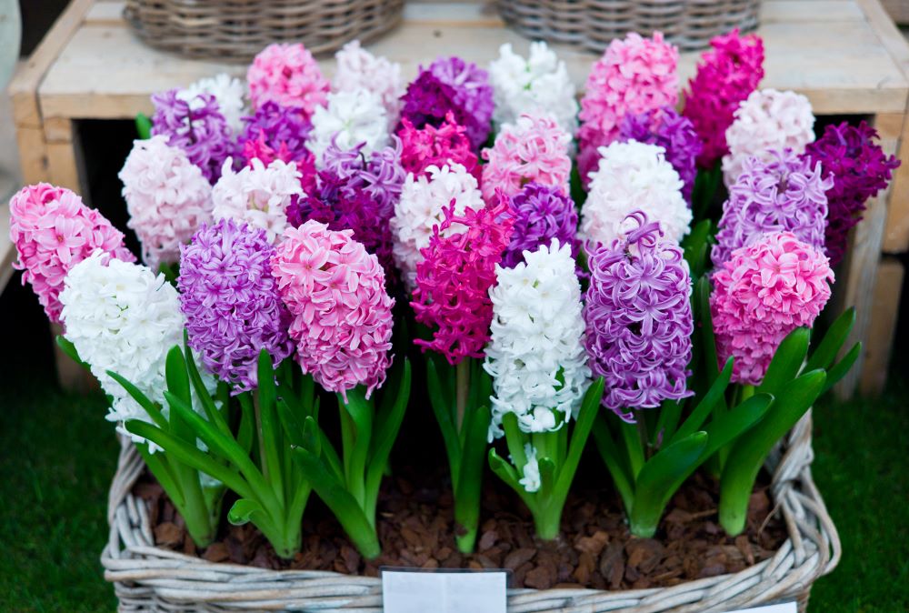 Des dizaines de jacinthes plantées dans une casse d’osier tressé ont fleuri : elles arborent des couleurs blanches, roses, violettes et mauve.