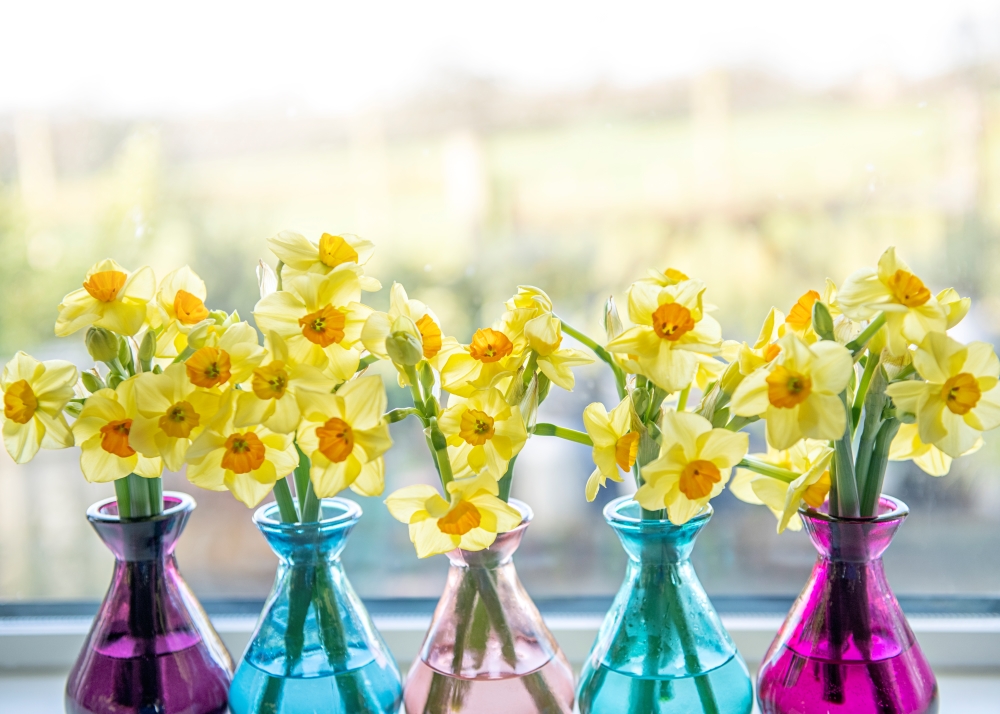 Des narcisses jaune pâle sont regroupés en bouquets et trempent dans des vases colorés face à une baie vitrée lumineuse.