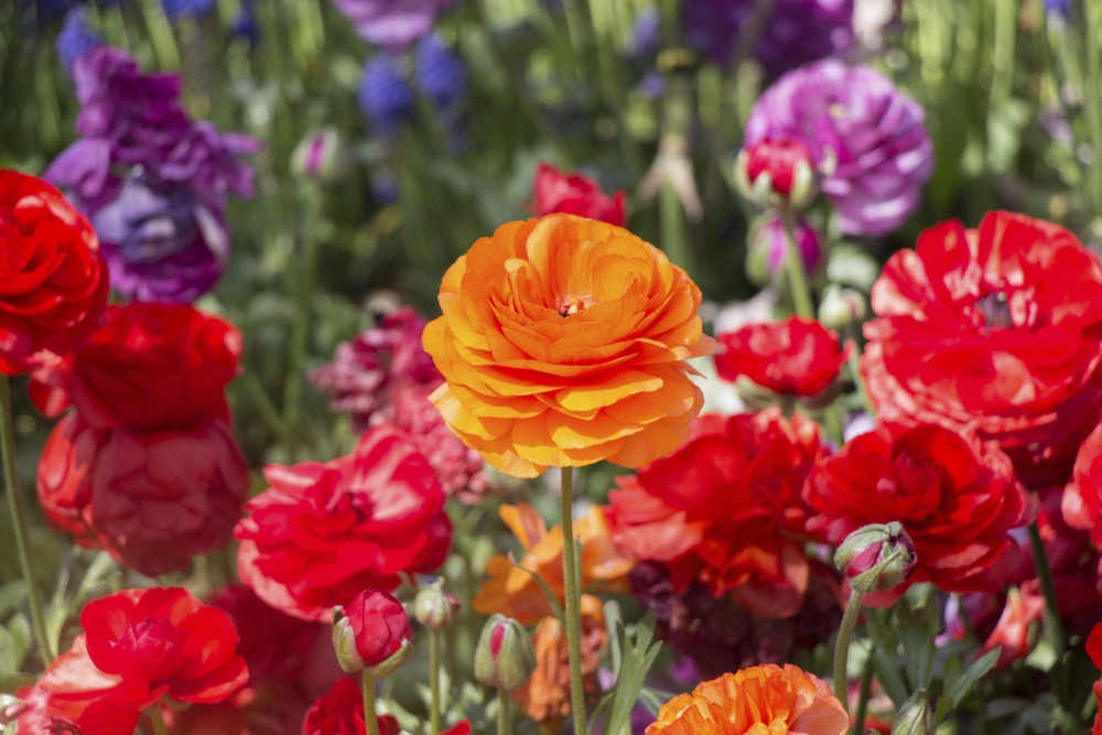 Un parterre de renoncules s’étale dans des tons roses, rouges et orangés. Au premier plan, la rosace dodue d’une renoncule orange vif trône fièrement au centre de la photo.