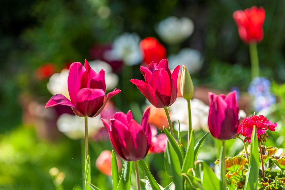 Des tulipes rose foncé s’ouvre délicatement dans la lumière du soleil, étirant progressivement leurs pétales vers l’extérieur.