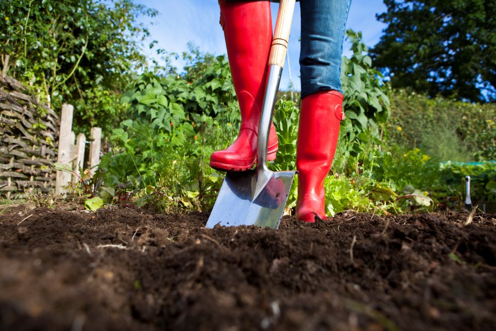 Munie de bottes rouges et vêtu d'un jean, une personne enfonce une bêche dans la terre à l'aide de son pied afin de préparer son jardin pour le printemps.