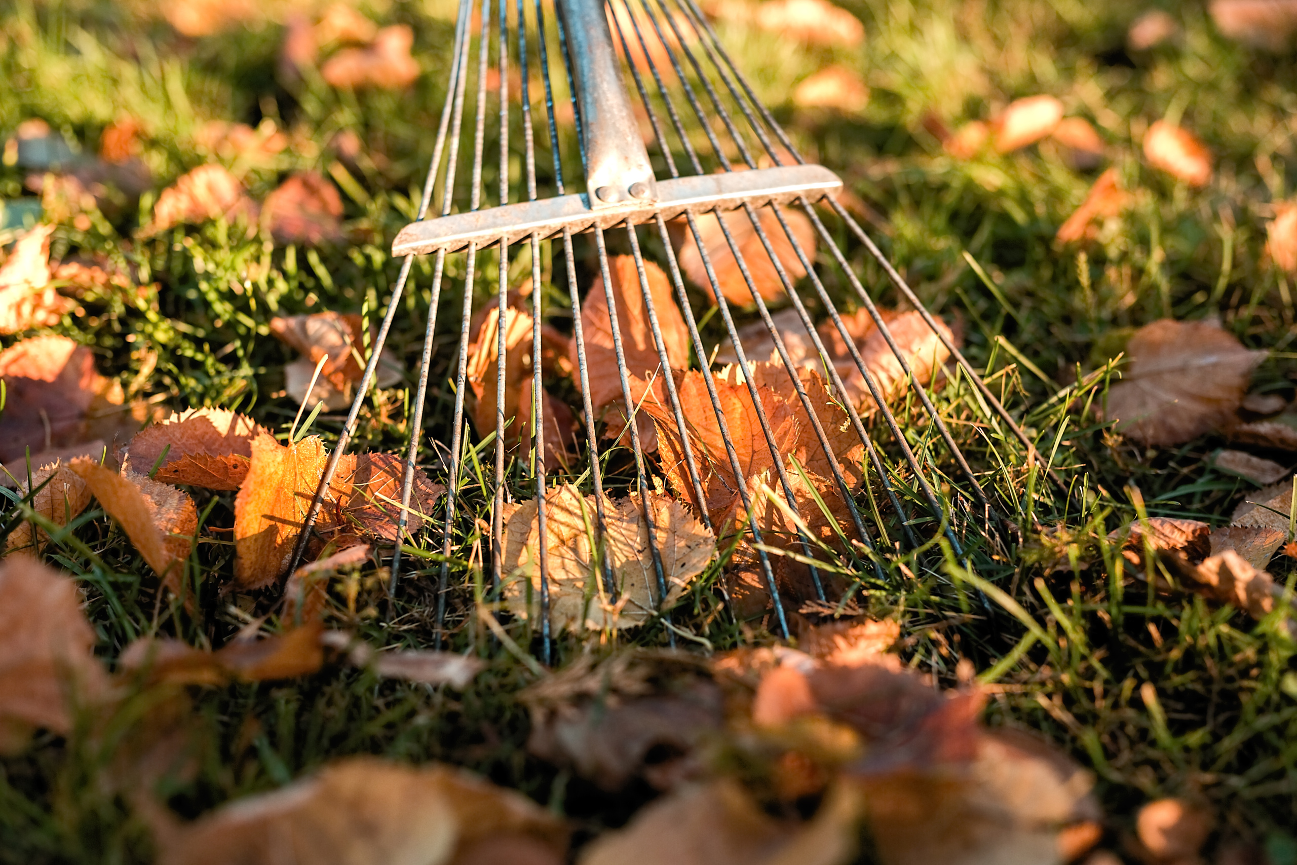 Un râteau plat ramasse des feuilles mortes sur le sol du jardin en automne.