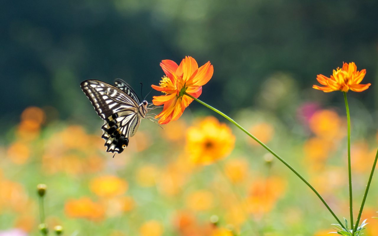 Papillon blanc et noir butinant une fleur de cosmos sulphureus orange avec un champ de cosmos en arrière-plan