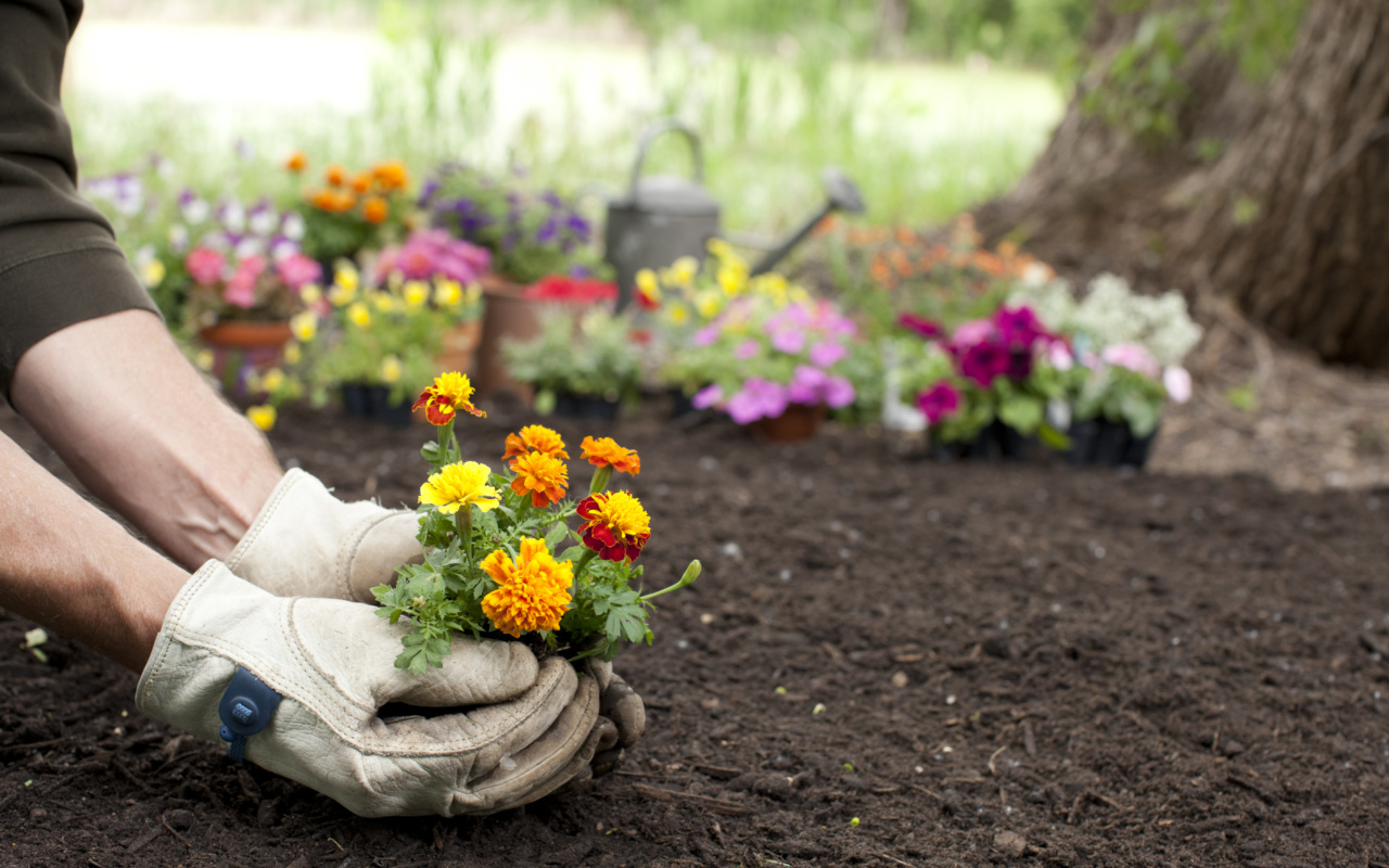 Mains avec gants de jardin qui plantent un plant d'oeillets d'Inde jaune et orange dans du terreau au sein d'un massif de fleurs en construction