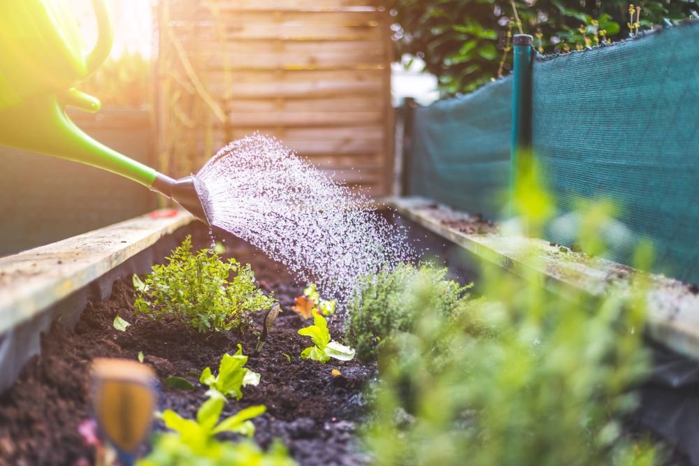 Arrosoir vert versant de l'eau sur un potager avec des plantes et des herbes.