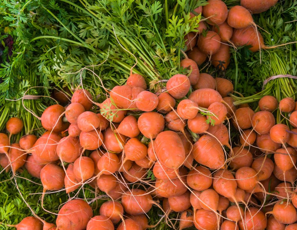 Botte de carottes rondes oranges avec leurs fanes vertes, fraîchement récoltées, entassées ensemble.