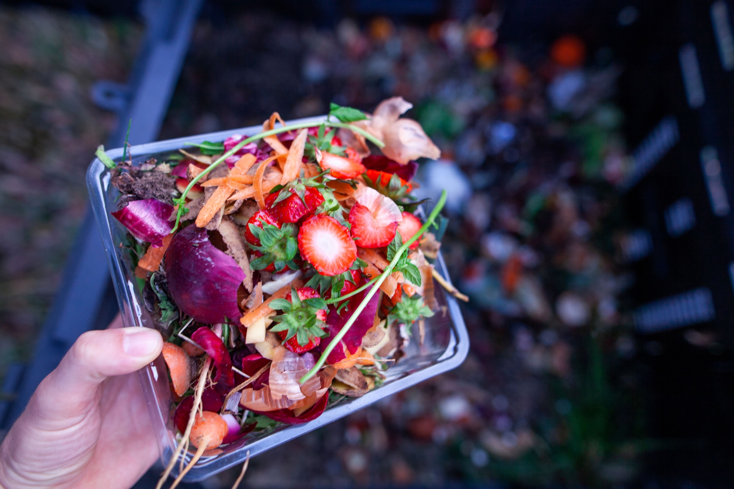 Main qui tient une barquette en plastique remplie d'épluchures de légumes au-dessus d'un bac à compost