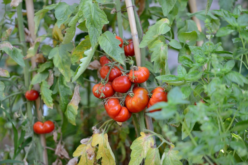 Belles tomates bien rouges suspendues à une tige entourée de feuilles vertes dans un jardin.