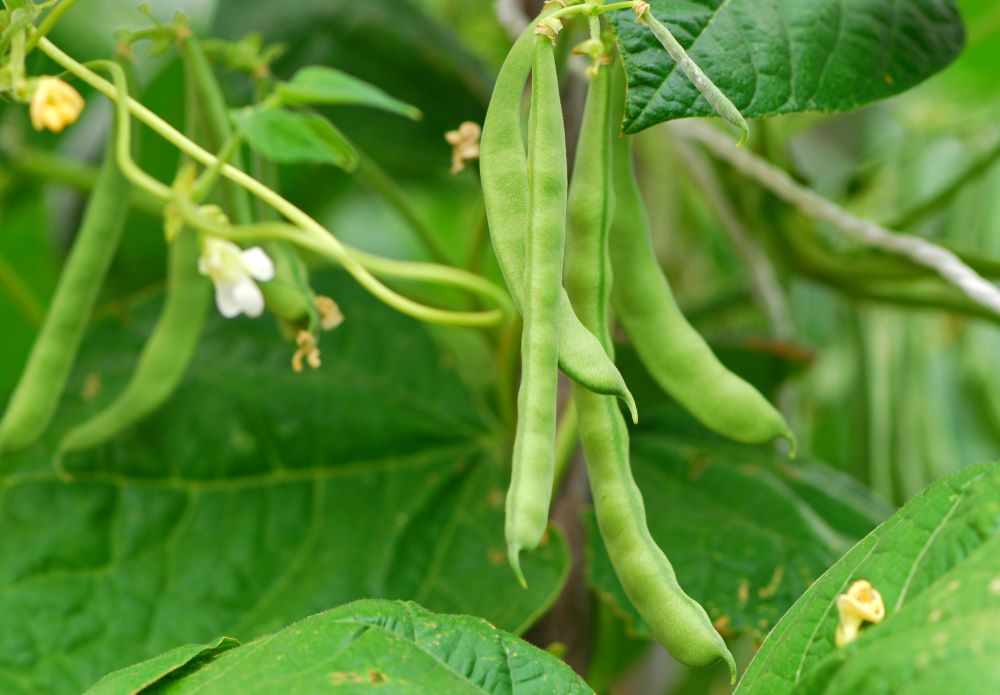 Gros plan de gousses de haricots verts accrochées à la plante, entourées de feuilles vertes luxuriantes et de petites fleurs jaunes.