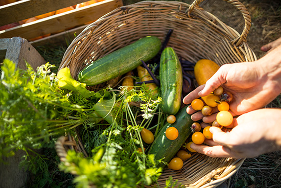 panier-de-recoltes-fructueuses-au-potager-en-ete