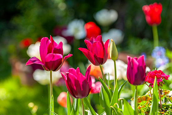 tulies-rose-fonce-ouvertes-au-printemps-1.jpg