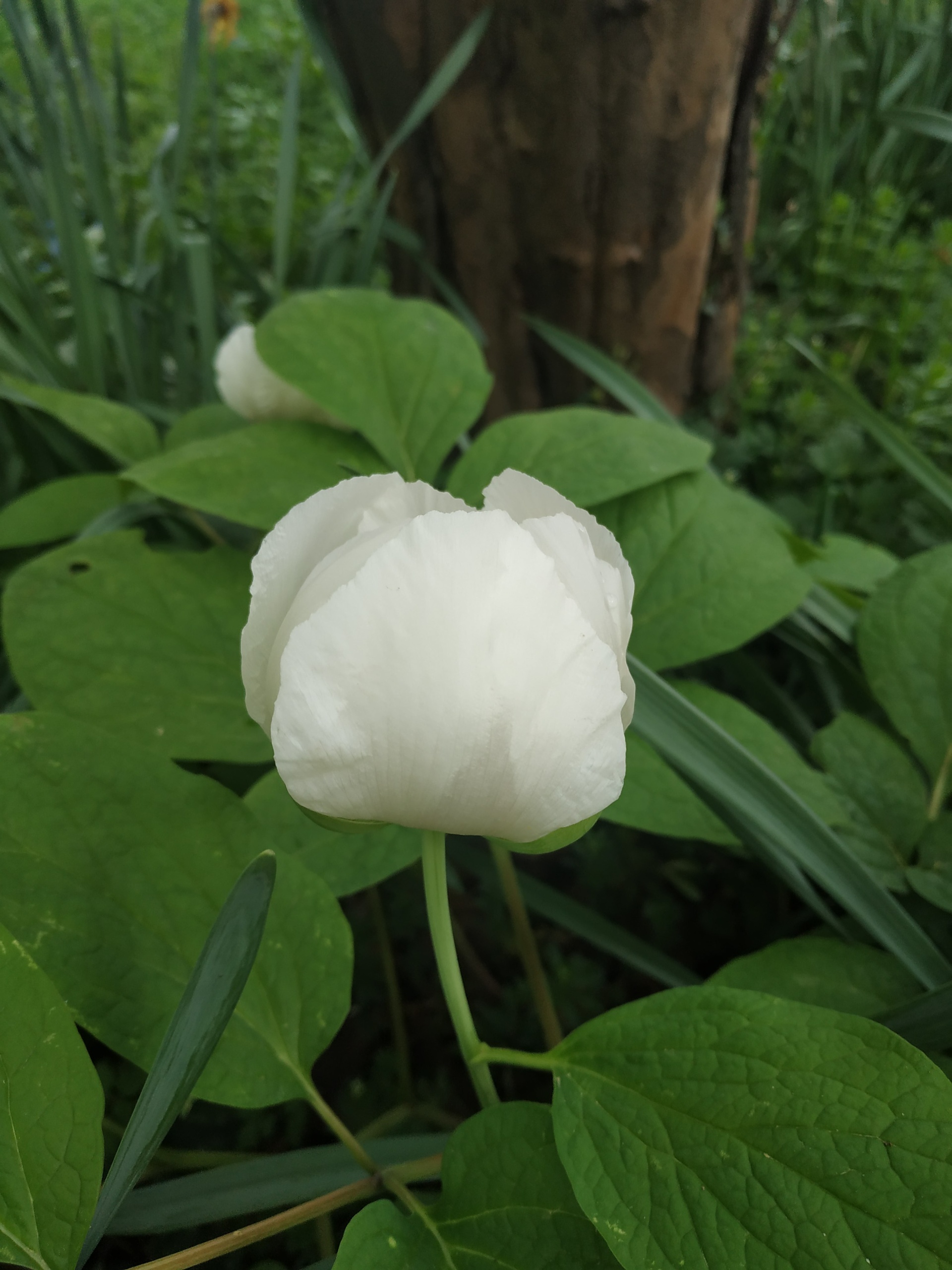 IMG_20250413_104659.jpg