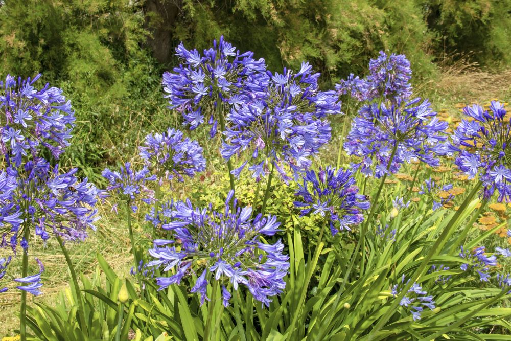 Photo d'agapanthe dans un jardin