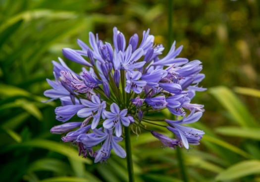 Photo d'agapanthes fleuries et de couleur bleue