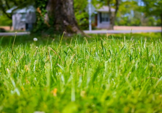 Pelouse aux nuances de vert et de doré, marquée par le soleil