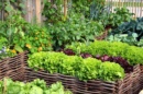 Image d'un potager de salades.