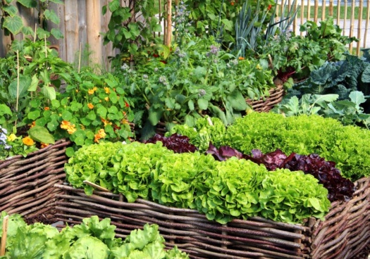 Image d'un potager de salades.