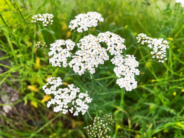 Achillée millefeuille en fleurs, plante aux petites fleurs blanches regroupées en ombelles.