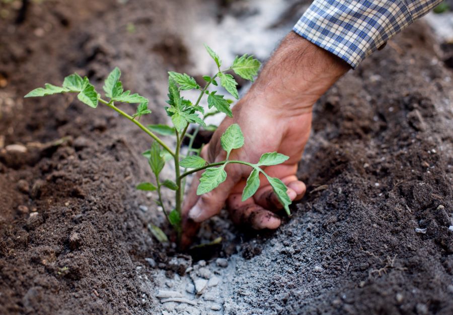 Cendres de bois répandues autour de jeunes plants pour éloigner les limaces dans un potager naturel