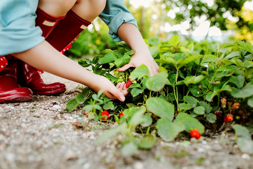 Enfant cueillant des fraises mûres dans un champ sous le soleil, panier à la main