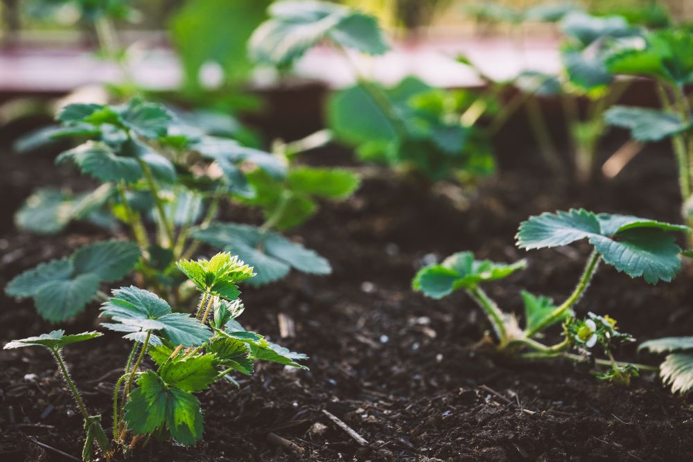 Plantation en terre de fraisiers.
