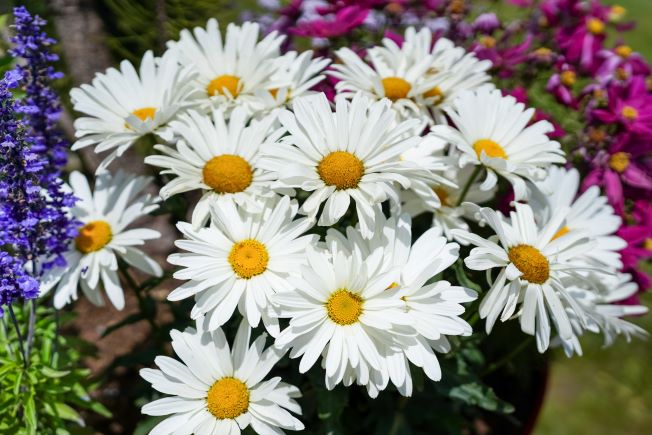 Fleur d’anthémis ressemblant à une marguerite, aux pétales blancs et cœur jaune, plante ornementale et mellifère.