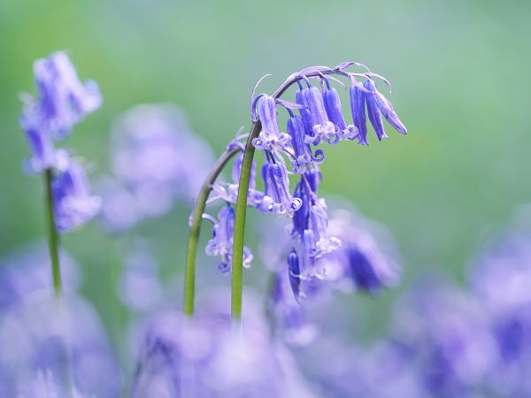 "Campanules en fleurs, plantes vivaces aux clochettes violettes ou bleues, apportant légèreté et fraîcheur en bordures ou rocailles.