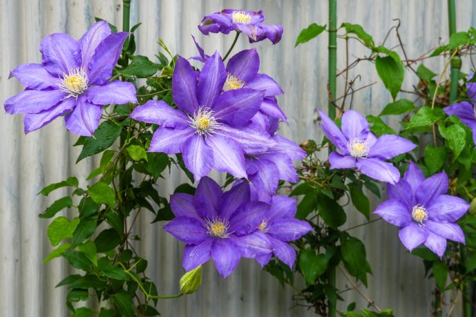 Clématites en fleurs, plantes grimpantes aux grandes fleurs étoilées, idéales pour habiller treillis, pergolas ou clôtures.