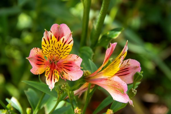 Fleurs d’alstroemères colorées, aux pétales striés caractéristiques, souvent utilisées en bouquets.