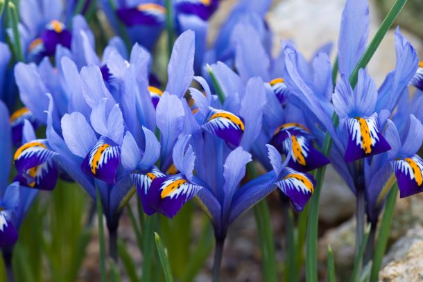 Iris en fleurs, plantes vivaces aux grandes fleurs élégantes aux pétales ondulés, souvent cultivées en massifs ou en bordures.