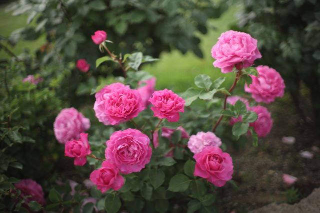 Rosiers en fleurs, arbustes ornementaux aux fleurs parfumées et colorées, emblématiques des jardins classiques et romantiques.