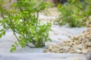 Un géotextile blanc est posé sur le sol d’un jardin, avec une ouverture laissant passer une plante verte. Le sol autour est bien entretenu et la lumière naturelle éclaire la scène.