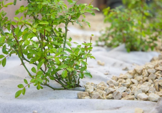 Un géotextile blanc est posé sur le sol d’un jardin, avec une ouverture laissant passer une plante verte. Le sol autour est bien entretenu et la lumière naturelle éclaire la scène.