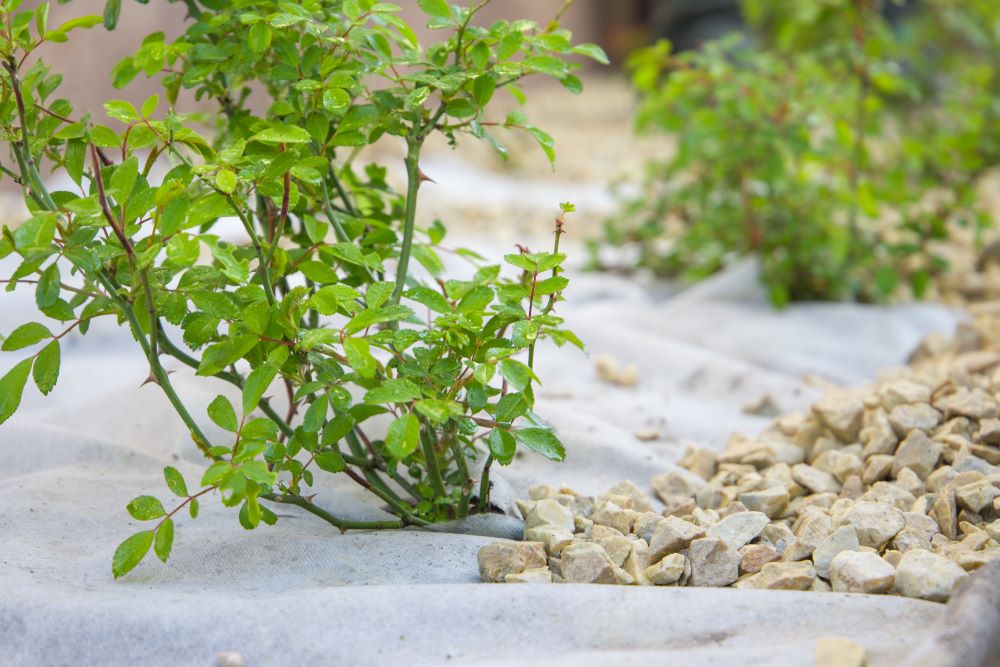 Un géotextile blanc est posé sur le sol d’un jardin, avec une ouverture laissant passer une plante verte. Le sol autour est bien entretenu et la lumière naturelle éclaire la scène.