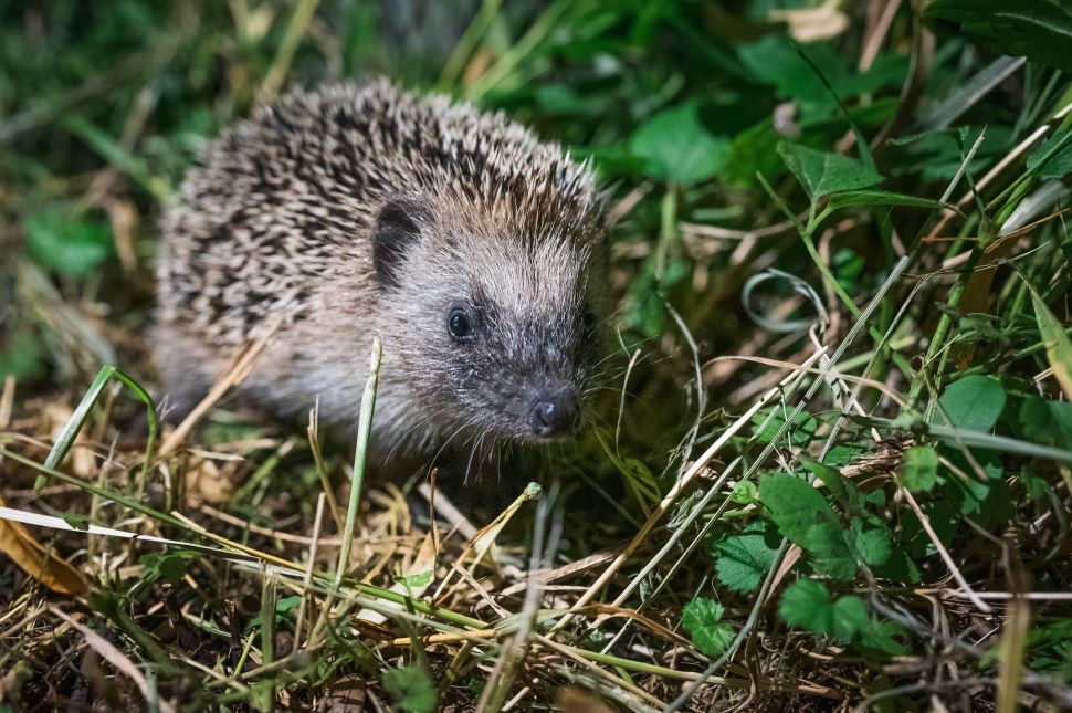Hérisson dans un jardin, allié naturel du potager contre les limaces.