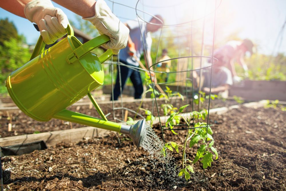 Un arrosoir prêt à nourrir les jeunes pousses d’un potager urbain partagé, oasis de verdure au cœur de la ville.